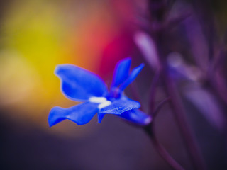 Closeup of beautiful flowers. Background - purple shades.