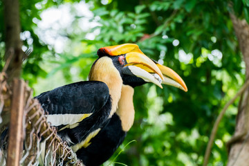 hornbill in wildlife breeding station.