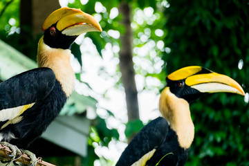 hornbill in wildlife breeding station.