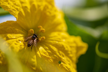 new bud, flower, leaves and more of the loofah plant in nature with small insects