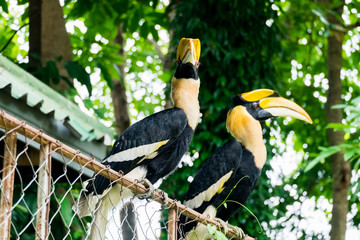 hornbill in wildlife breeding station.