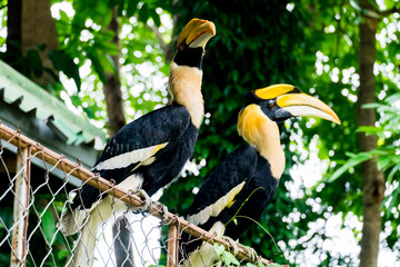 hornbill in wildlife breeding station.