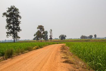 A dirt road in rural areas that do agriculture.