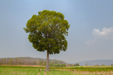 Trees that are isolated from the background.