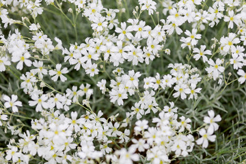 pattern of delicate little white flowers