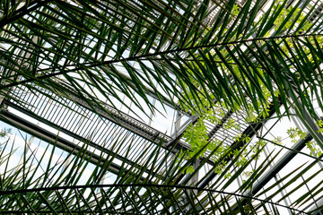 Abstraction with the use of plants and the metal frame of the building. Botanical Garden