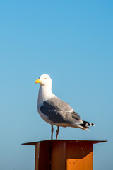 herring gull on a chimney