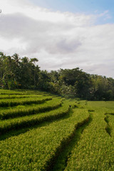 Bali rice padi fields
