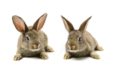 rabbit on a white background 