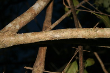 Camouflaged tree spider on branch