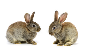 rabbit on a white background 