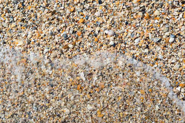 sea beach with shells closeup. Detailed texture or background