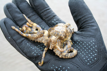 Blue ringed octopus being held in diving glove