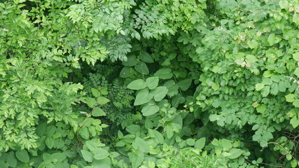 background of green leaves