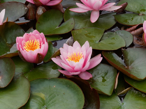 N&eacute;nuphar ou nymph&eacute;a rose