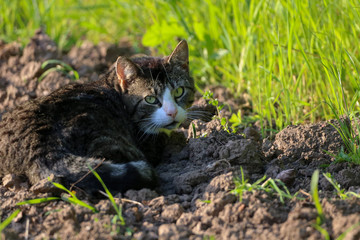 Feral cat in farmers field