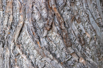 Verfurchte Baumrinde mit viel schöner Patina und Lebenserfahrung als schöner Hintergrund inkl. copy space und ökologisch wertvoll