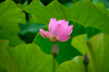 Blooming lotus flowers in the park