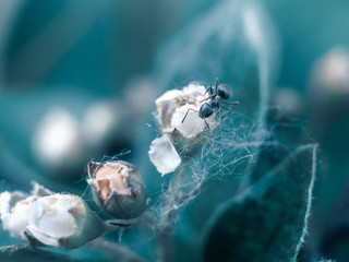 Obraz premium A macrophotography of a beautiful single flower and an ant.