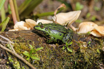 Large green frog with mushrooms on log in swamp