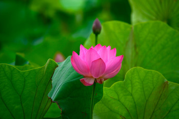 Blooming lotus flowers in the park