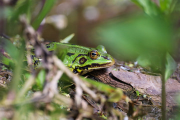 Green frog basking on log in swamp