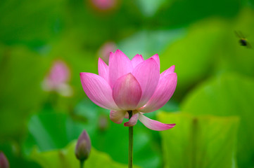Blooming lotus flowers in the park