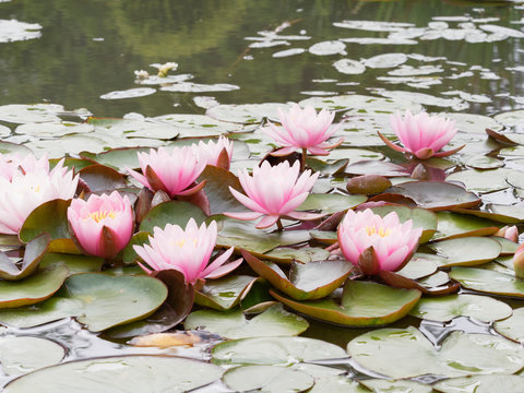 Nymphaea alba - Fleurs du n&eacute;nuphar ou nymph&eacute;a rose