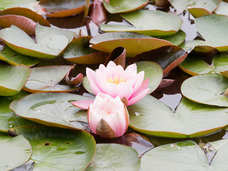 Nymphaea alba - Fleurs du nénuphar ou nymphéa rose