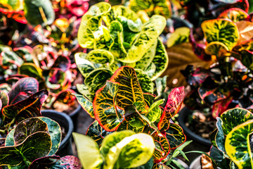 Colorful Garden croton's leaves (Codiaeum variegatum) © Classic