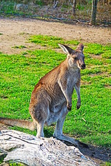 オーストラリア　メルボルンAustralia Melbourne