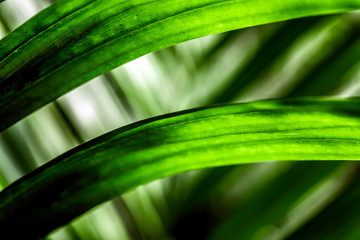 Texture of a green leaf as background 