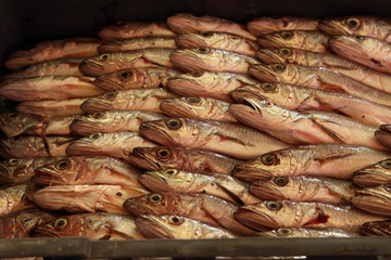 Different sea fish at a fish market in Croatia