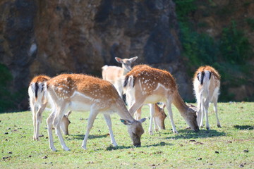 A herd of cute gazelles grazing in a meadows