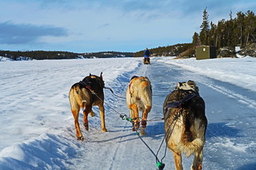 Naklejka premium カナダ 犬ぞり