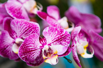 Beautiful purple flowers of an exotic orchid.