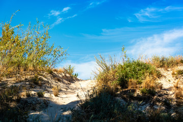 Fototapeta na wymiar beach dunes grass under the blue sky