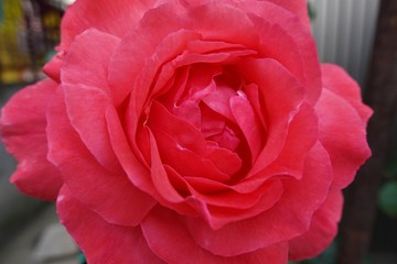 赤いバラ