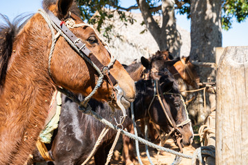 Horses from the Town of Viñales, Cuba.