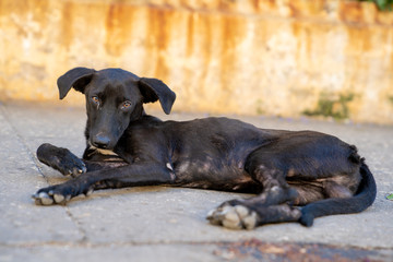 Street Dogs from Havana, Cuba.