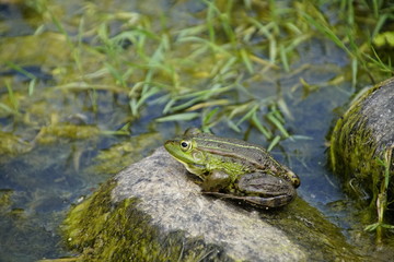 A large green frog sitting on a stone by the pond. Warm summer day in June.