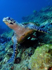 Closeup with the Hawksbill sea turtle during a leisure dive in Tunku Abdul Rahman Park, Kota Kinabalu, Sabah. Malaysia Borneo.