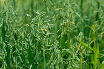 Haferpflanzen im Spreewald