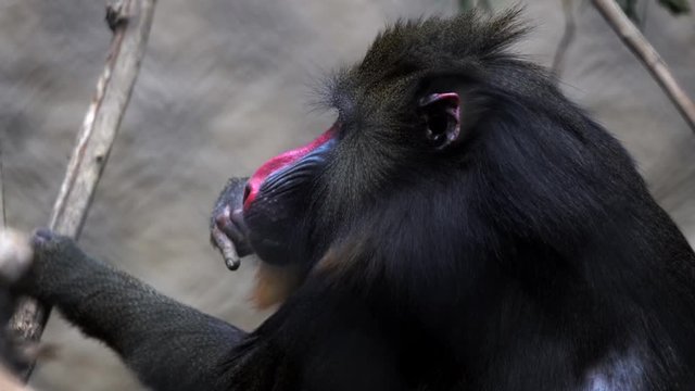This video shows a mandrill monkey picking and eating fleas off its fur.