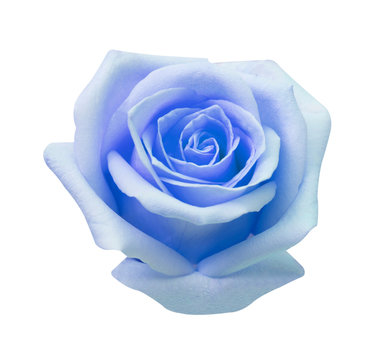 Blue rose isolated on white background, soft focus and clipping path