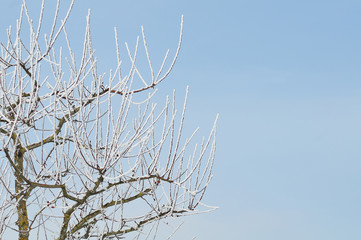 frost on twigs of an apple tree