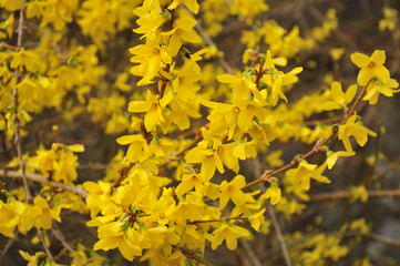 close-up of yellow flowers of a forsythia bush