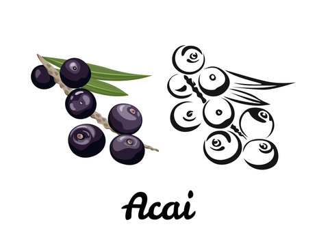 Acai icon set isolated on white background. Color illustration of ripe berry with a green leaf and black and white contour image. Vector outline and silhouette.
