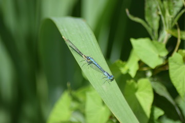 kleine blaue Libelle
