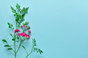 One sprig of small pink roses on a blue background. Blank for postcards. Little pink roses on a blue background March 8 concept - International Women's Day, Happy Mother`s, Easter. Top view of flat la